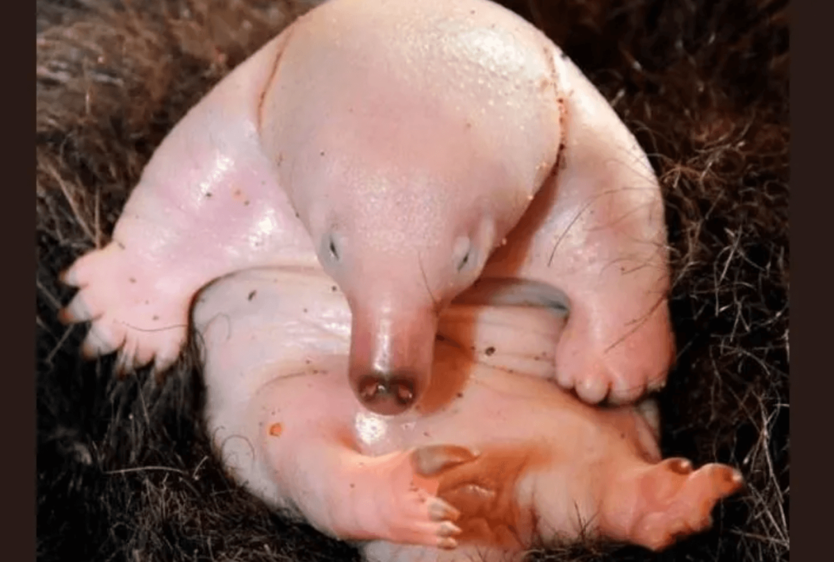 Ехидна детеныш