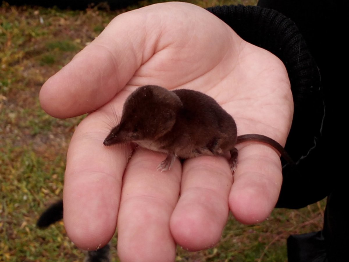 Американский землеройковый Крот