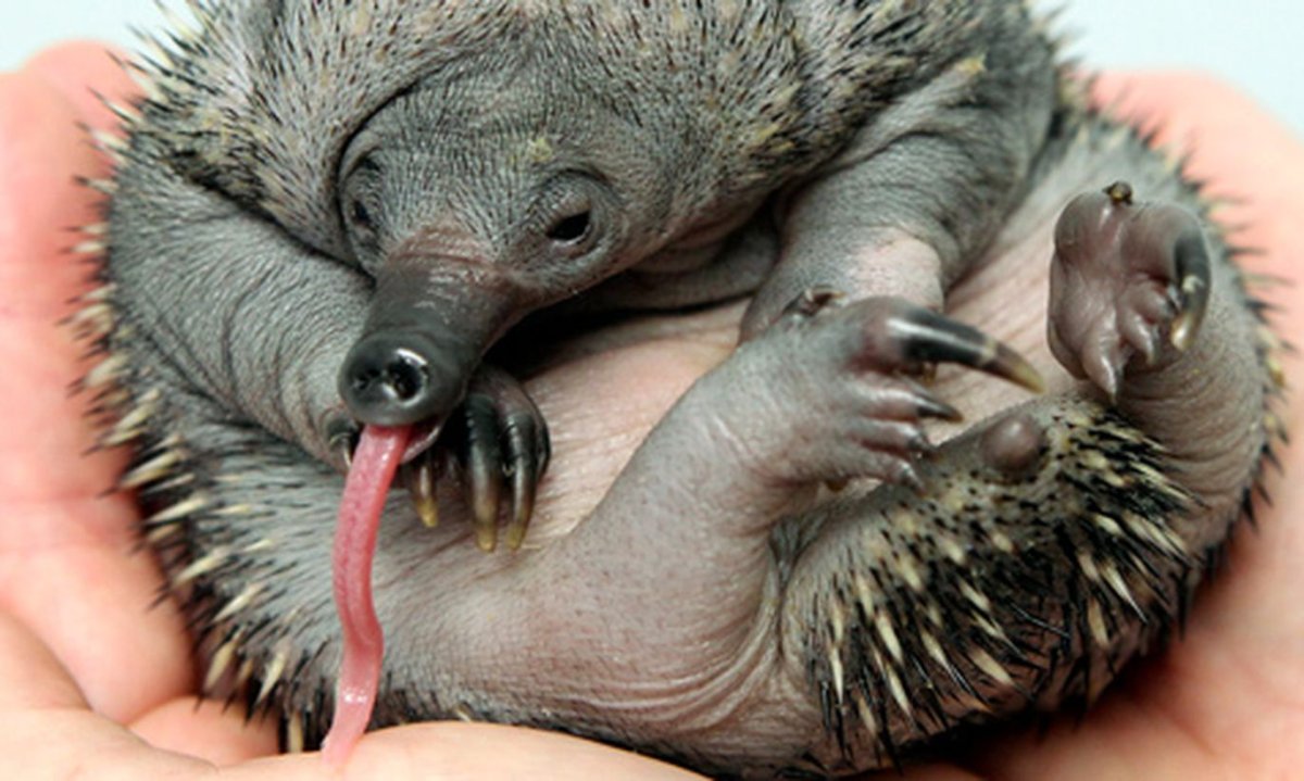 Детеныши однопроходных