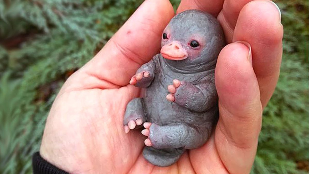 Слепыш Крот слепыш