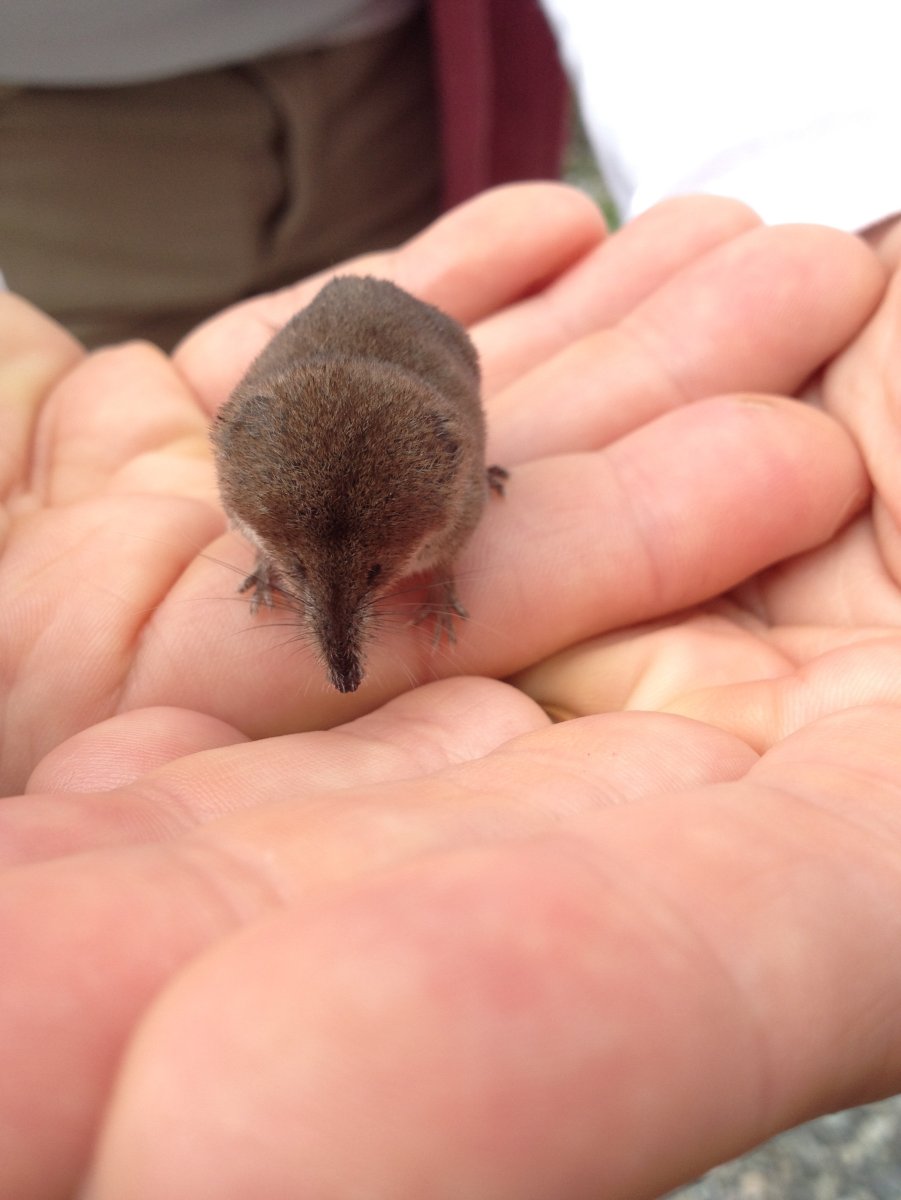 Бурозубка Пигмей