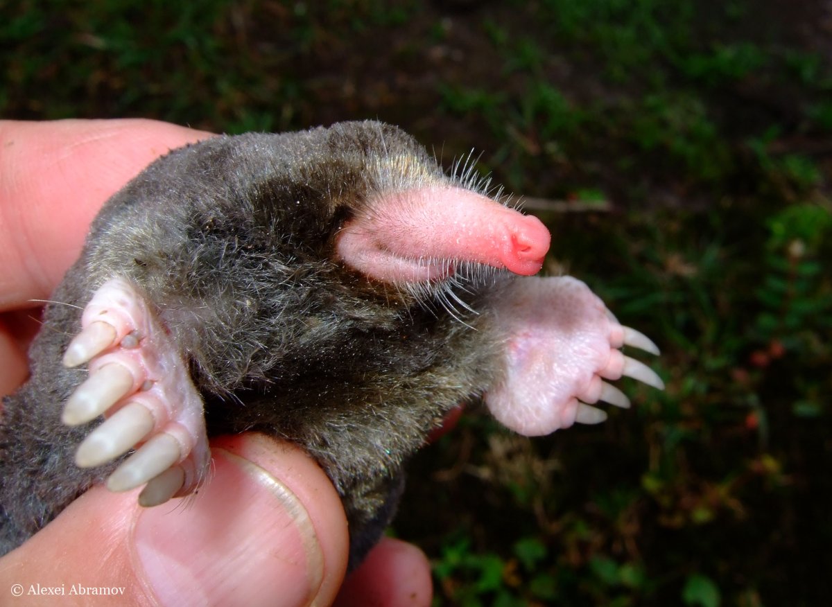 Японский землеройковый Крот