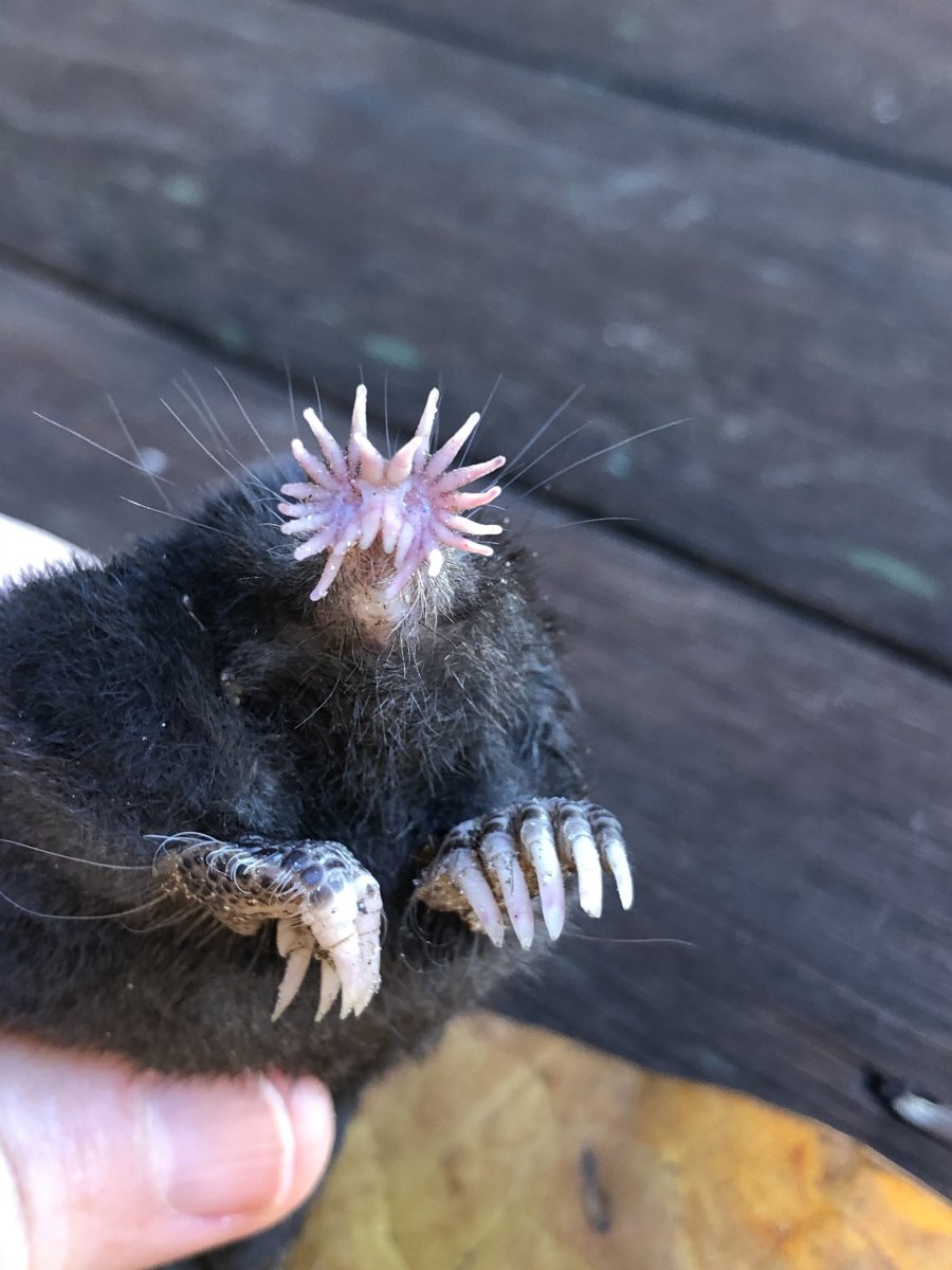 Животные Австралии сумчатая мышь