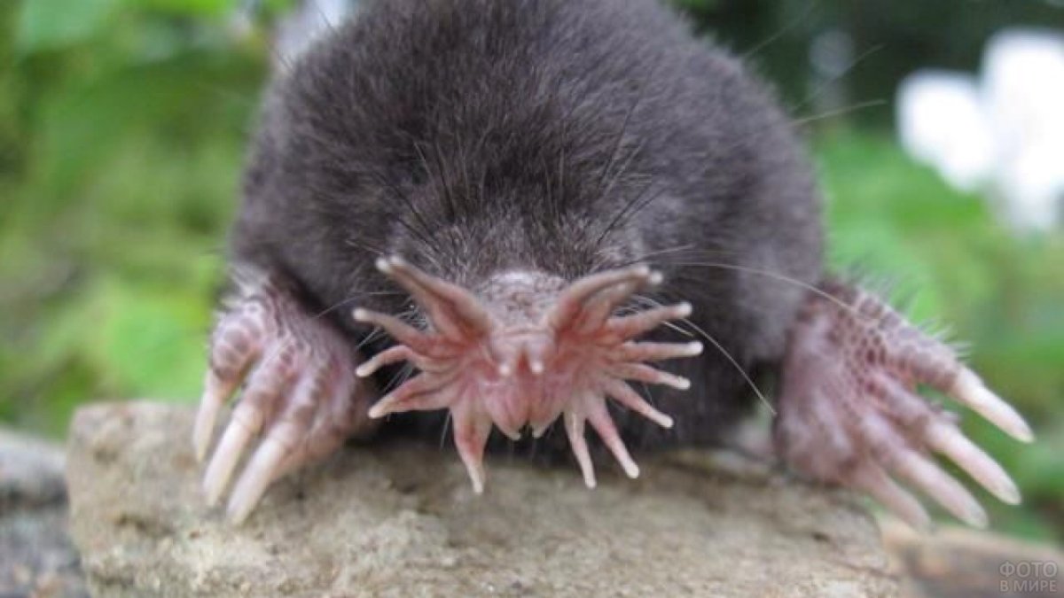 Ехидна детеныш