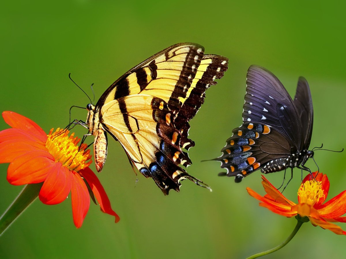 Картинки на рабочий стол бабочки