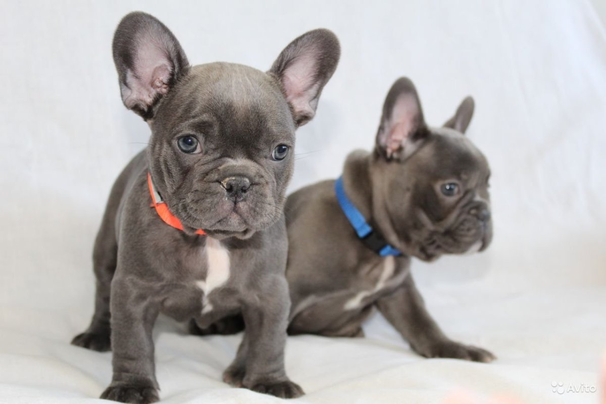 Французский бульдог Блю Мерле