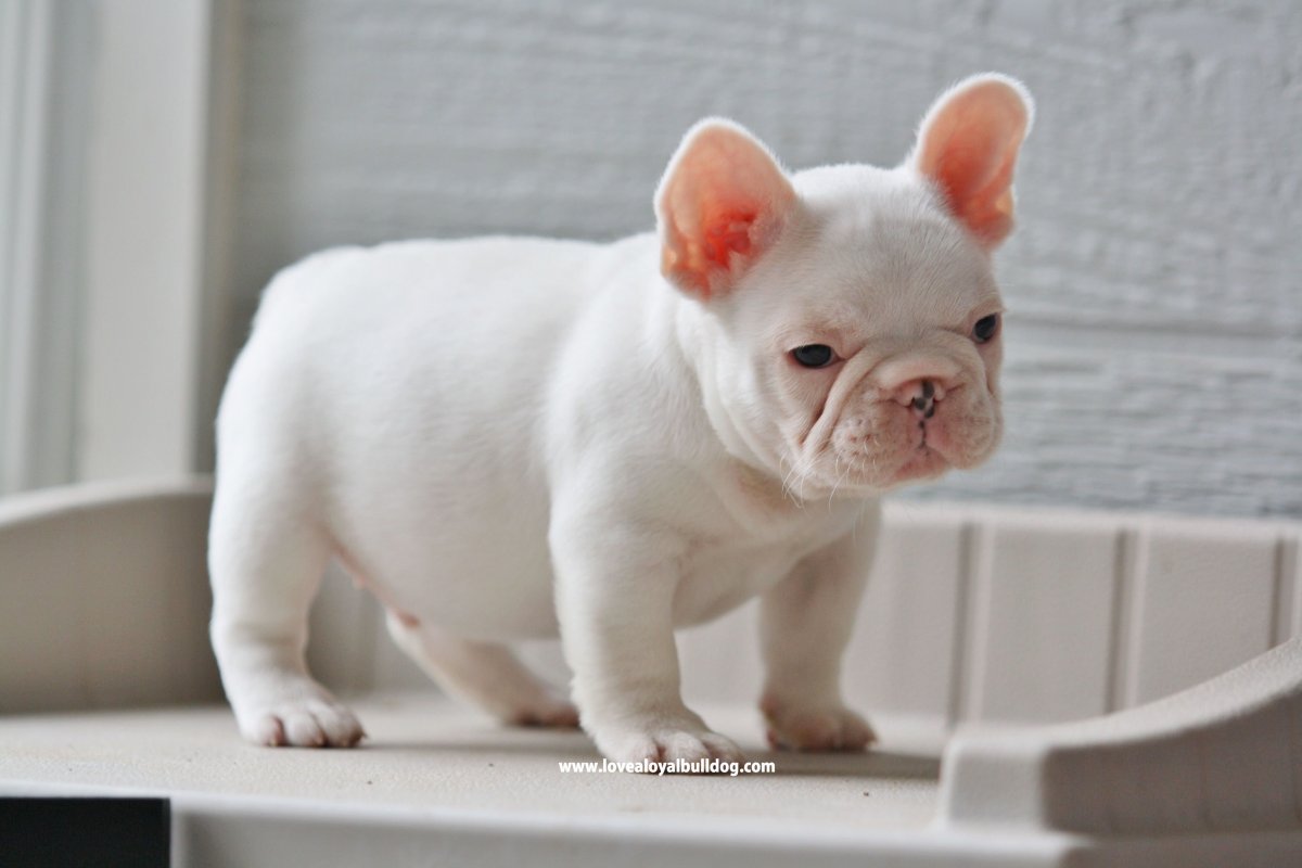 Подпалый Соболь французский бульдог