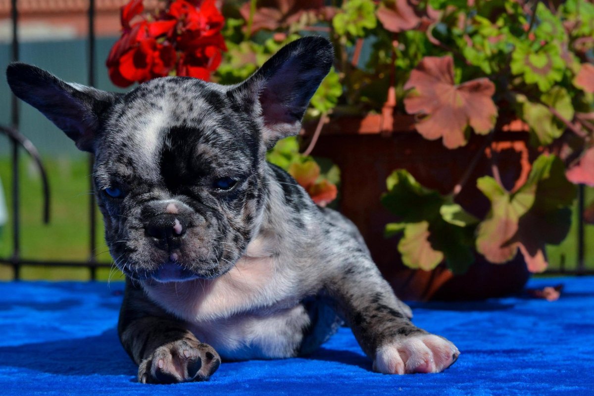 Французский бульдог щенок