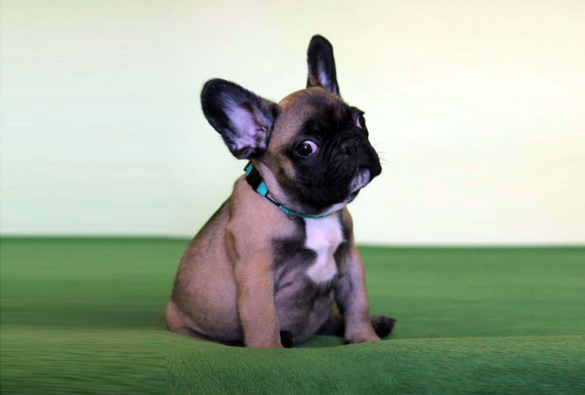 Французский бульдог трехцветный