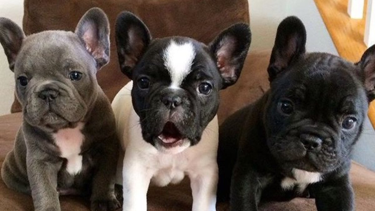 Голубо подпалый французский бульдог