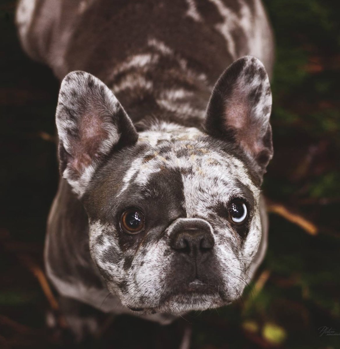 Французский бульдог голубой Мерле