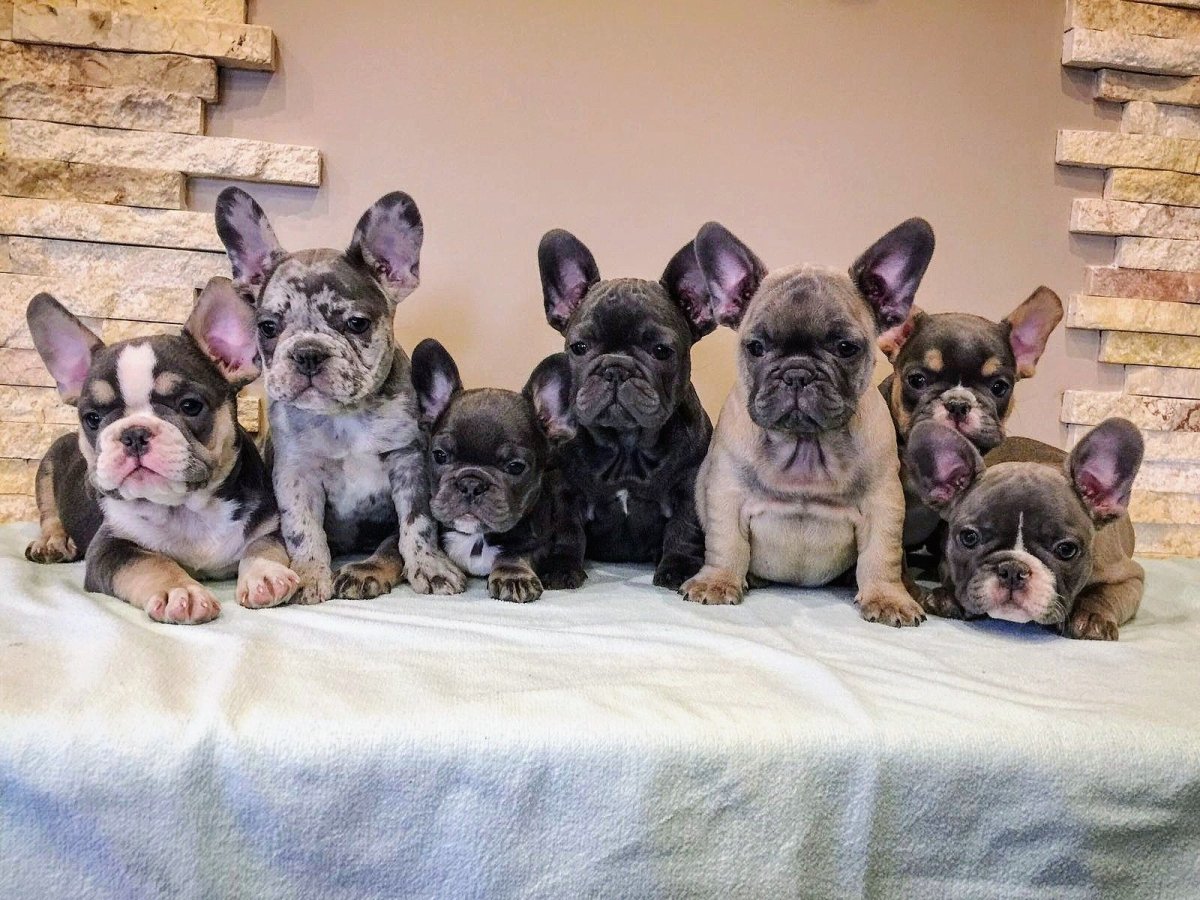 Много французских бульдогов