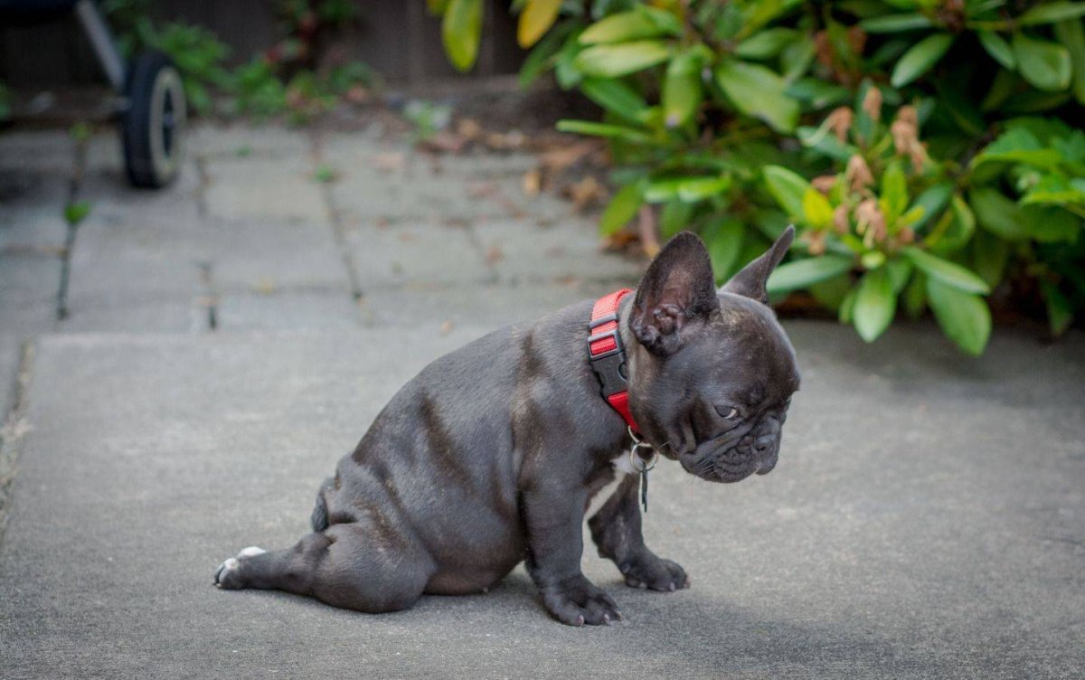 Голубо подпалый французский бульдог