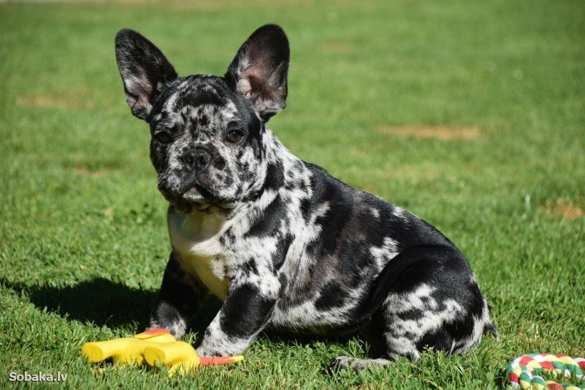 Французский бульдог Мерле