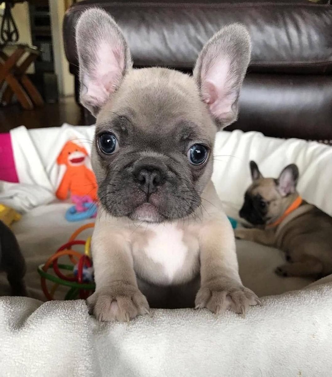 Французский бульдог Пегий