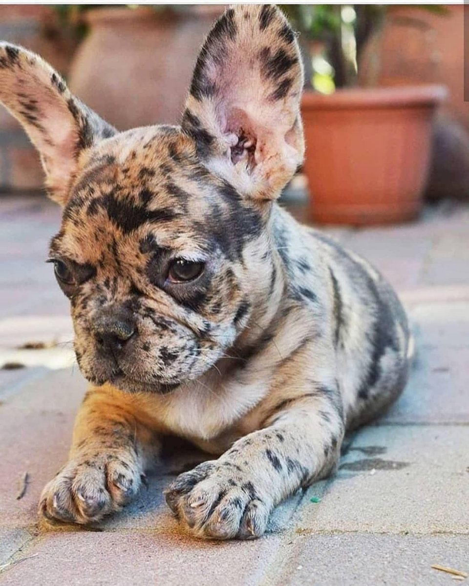 Французский бульдог альбинос