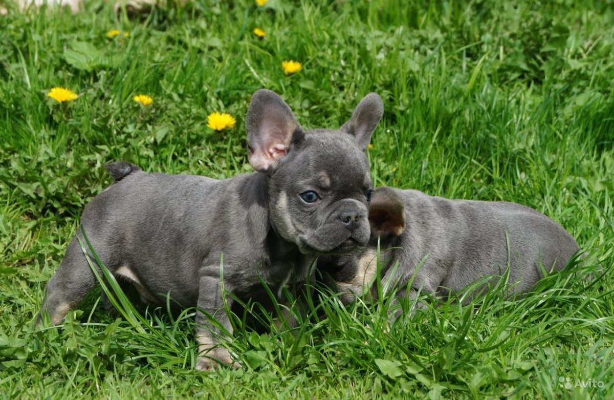 Голубой французский бульдог