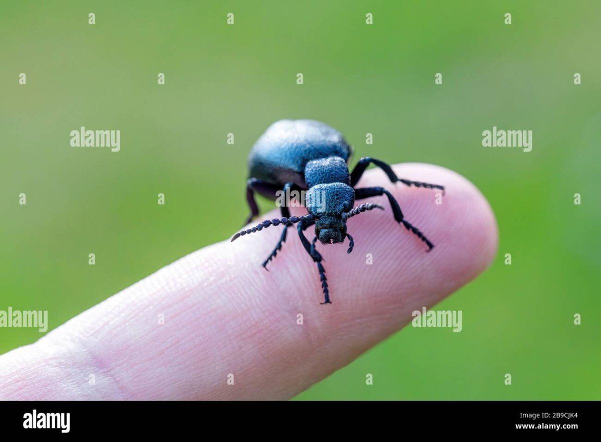 Жук  Meloe violaceus