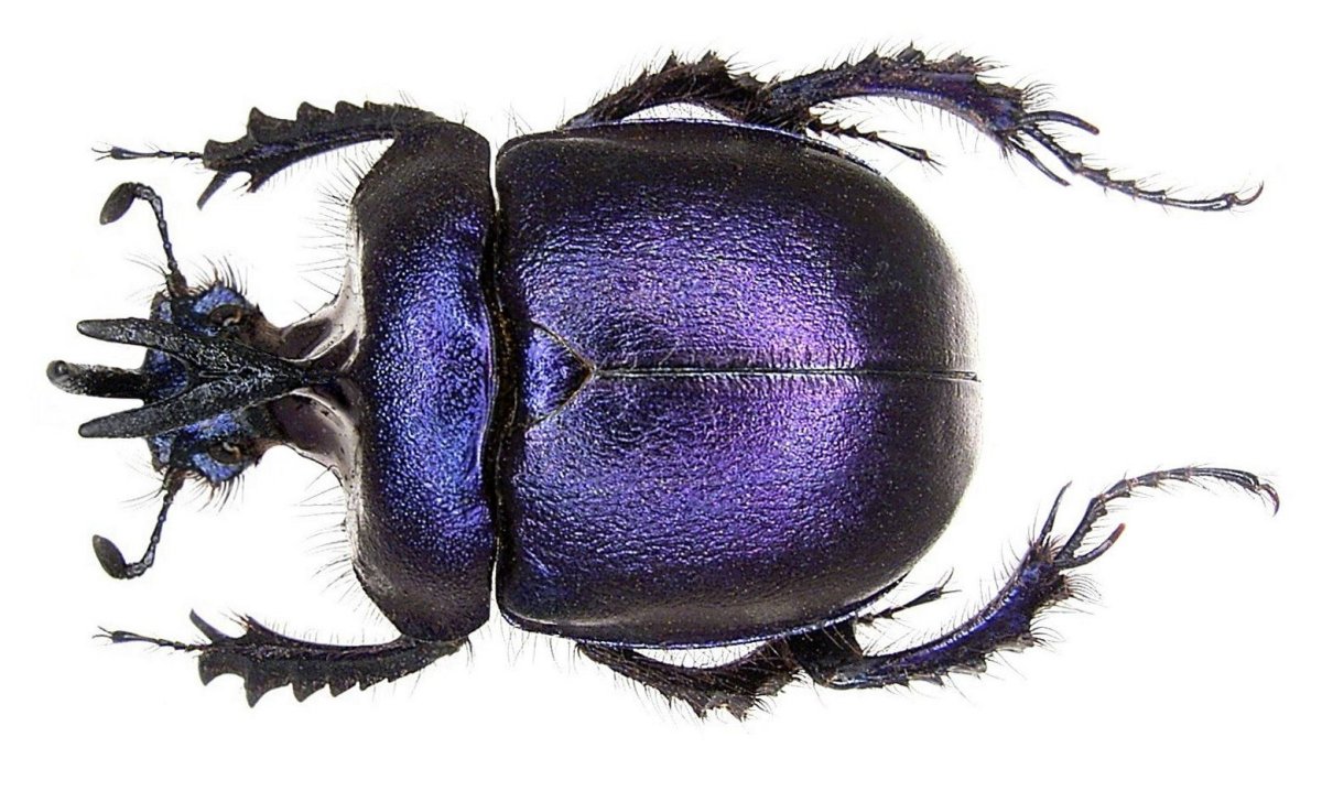 Жук жужелица обыкновенная