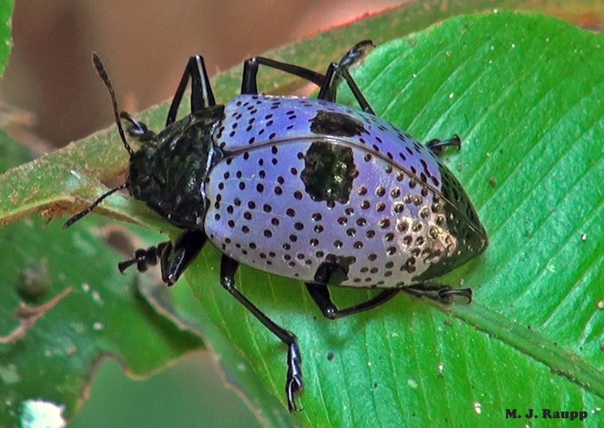 Красный Жук носорог