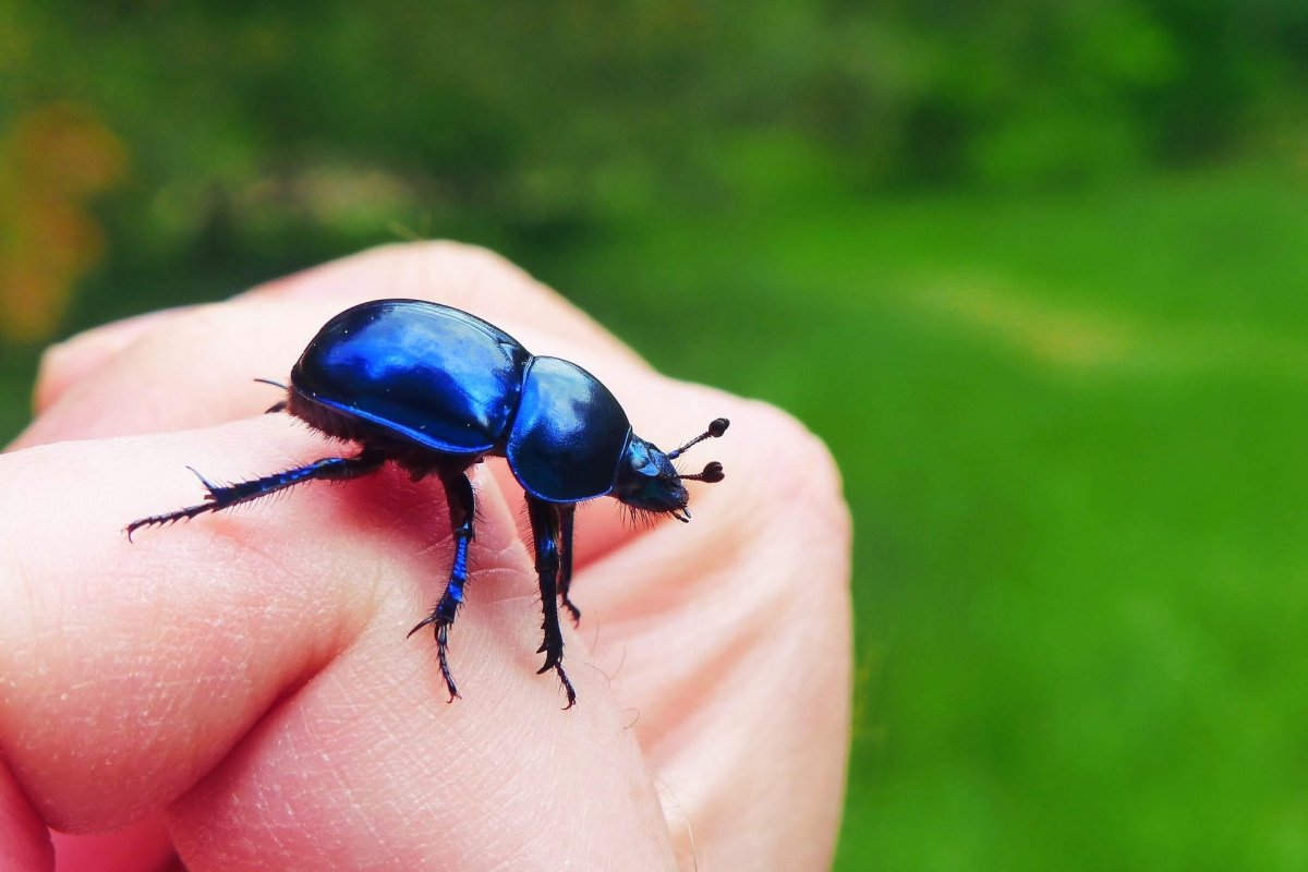 Жук нарывник майка