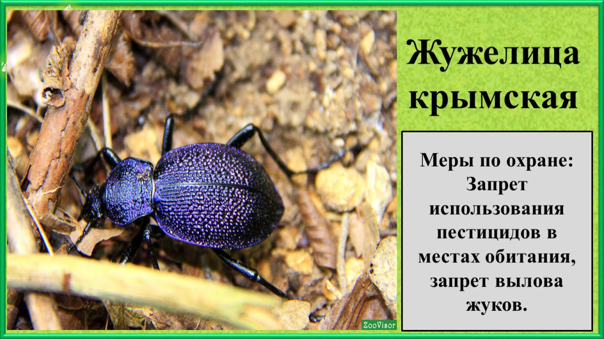 Жук Callidium violaceum