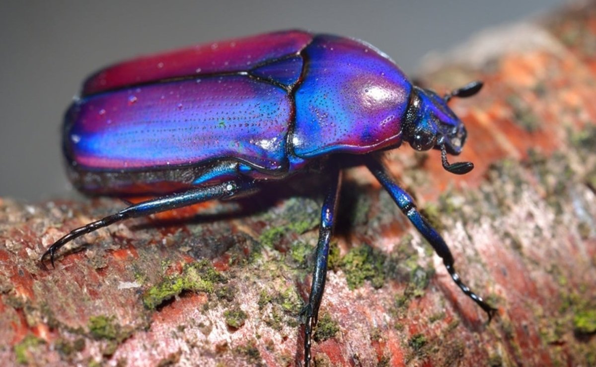 Лиловый скарабей