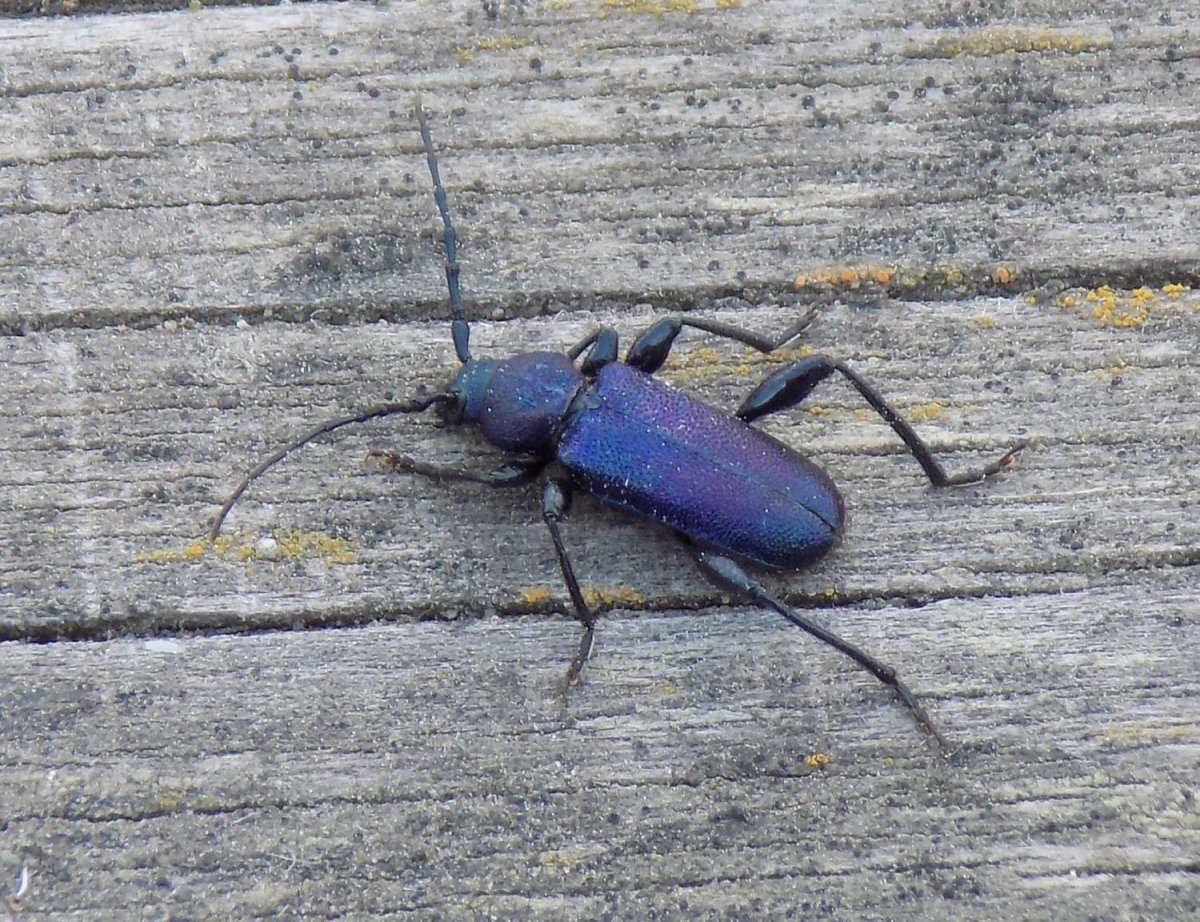 Божья коровка на сиреневых цветах