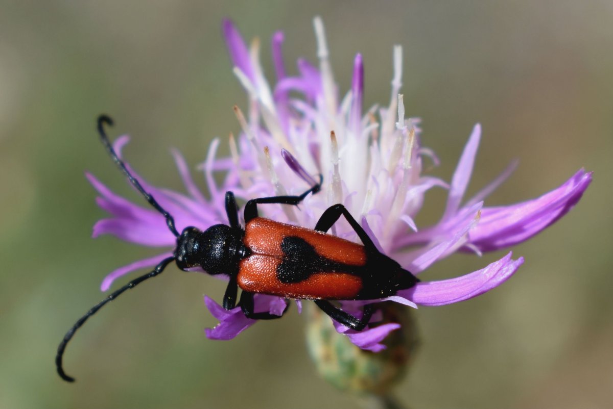 Синий мускусный усач