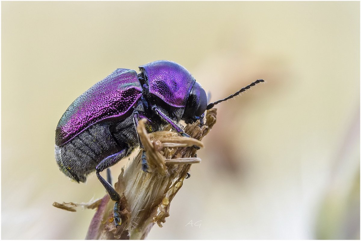 Cryptocephalus sericeus