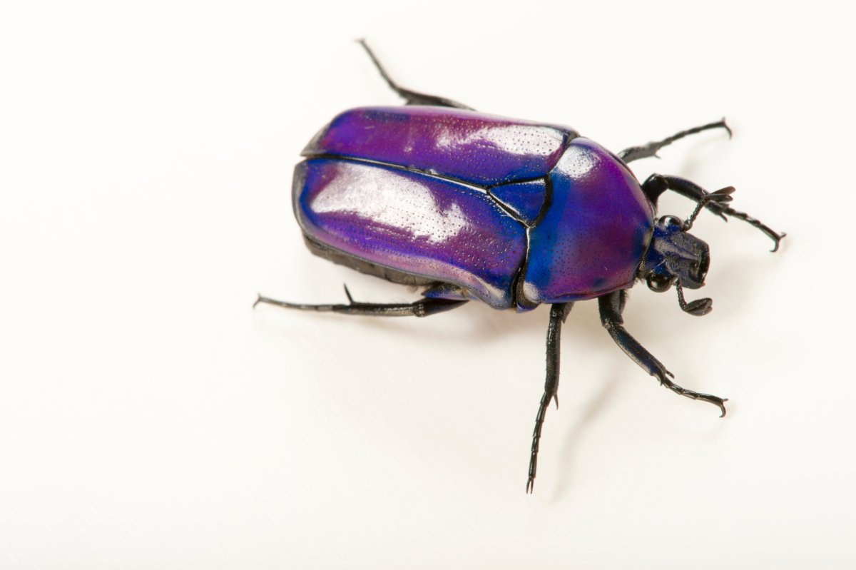 Сдокосадф africana oertzeni