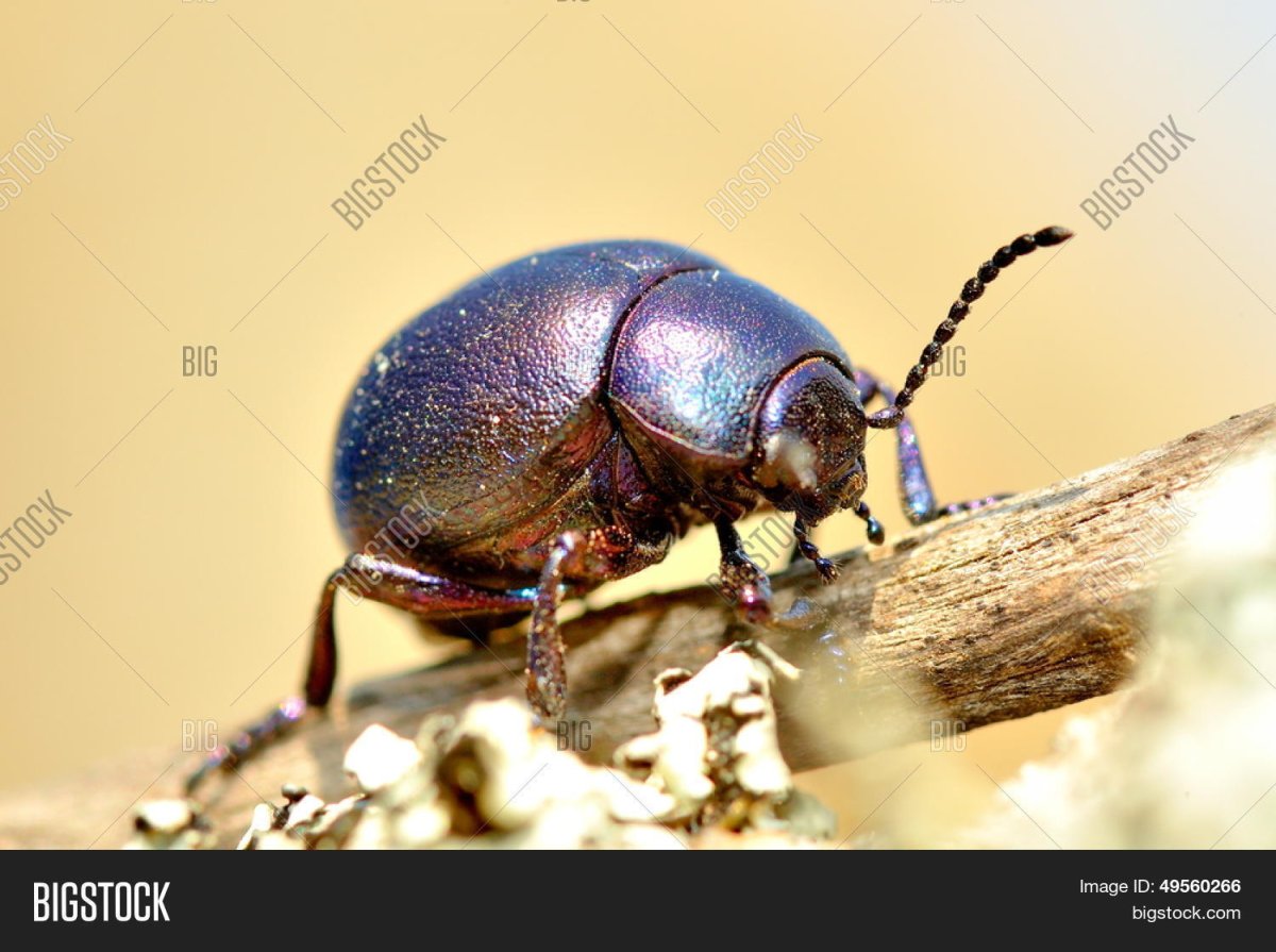 Жук Крымская жужелица