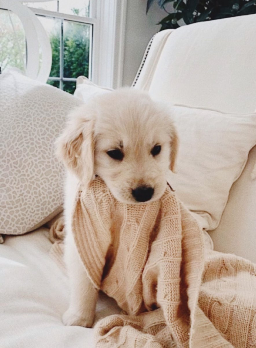 Милый щенок