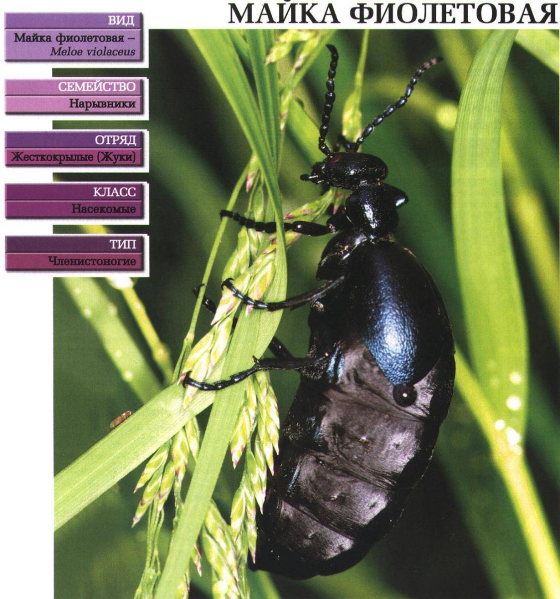 Жук сиреневый Листоед