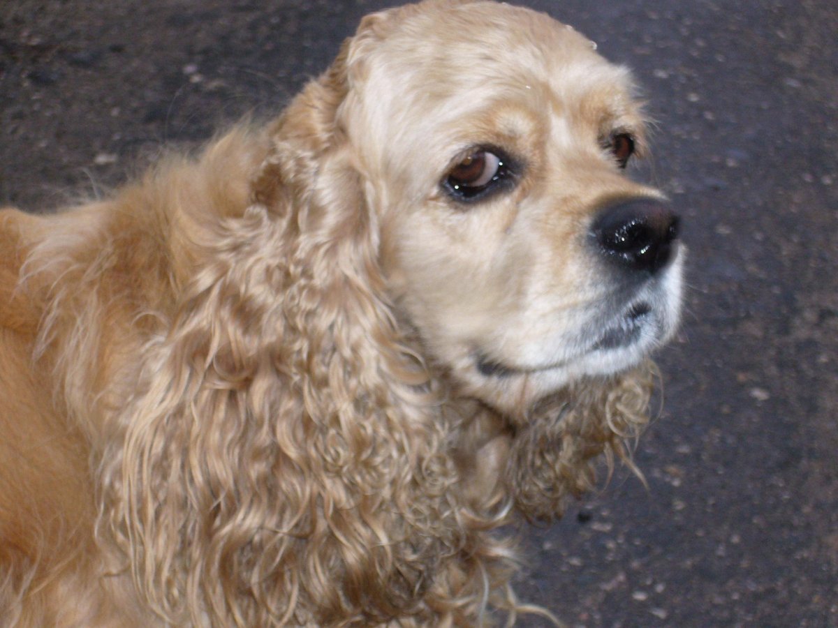 Американский кокер спаниель