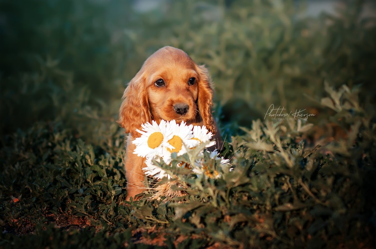 Кокер спаниель цветы