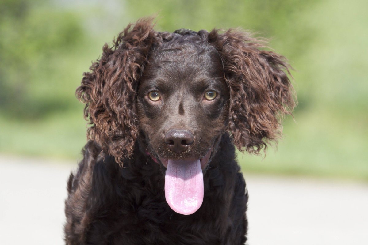 Американский Бойкин-спаниель