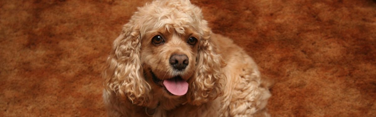 Собака кудрявая американский спаниель