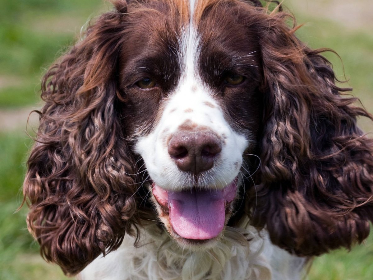Кокер спаниель охотничий