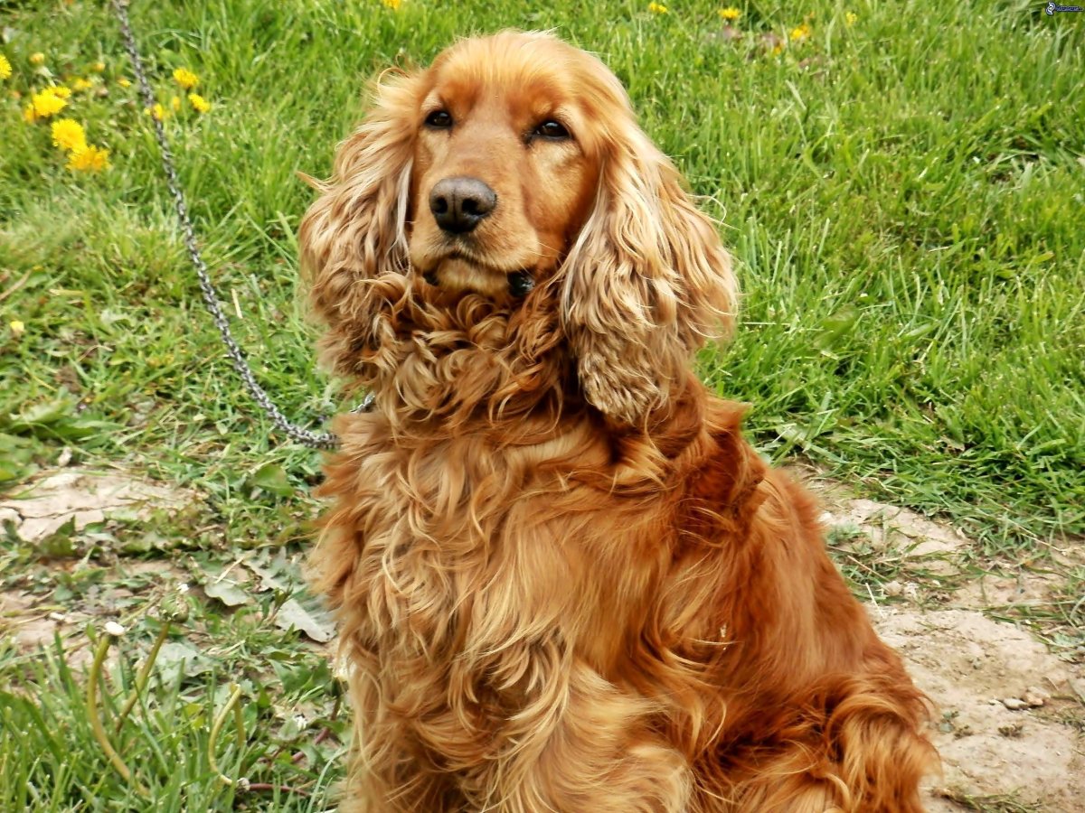 Британский кокер спаниель