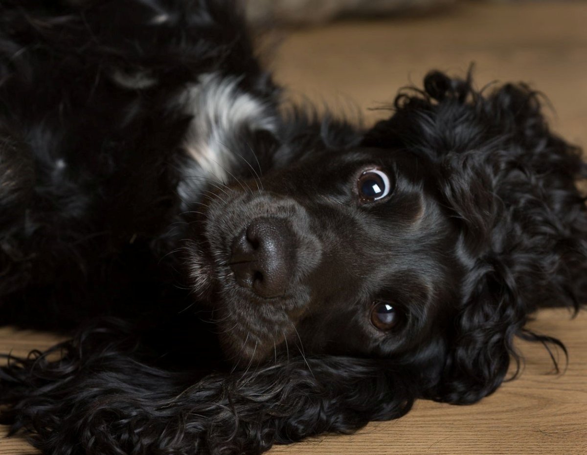 Кокер спаниель черный