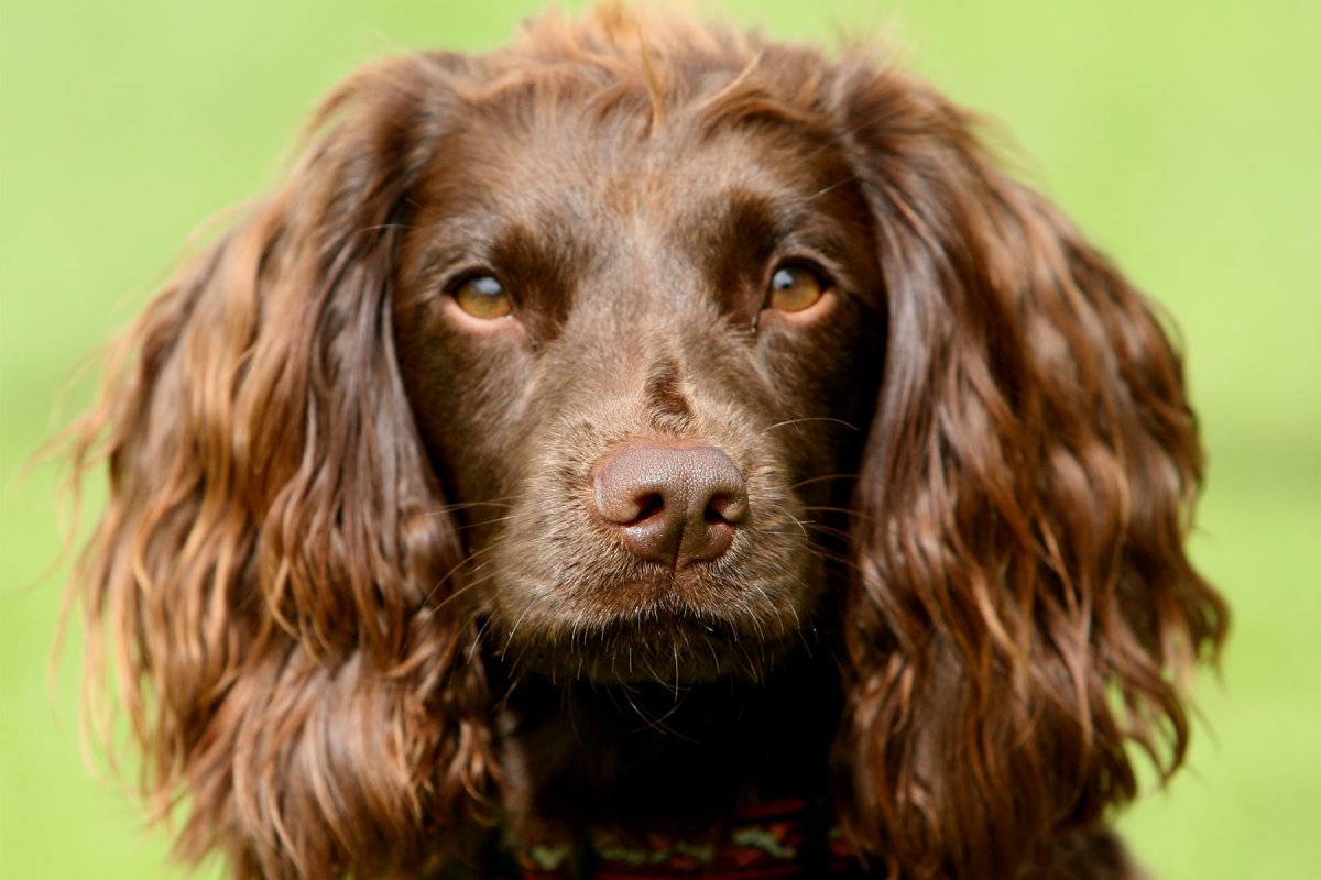 Собака с длинными ушами и кудрявой шерстью