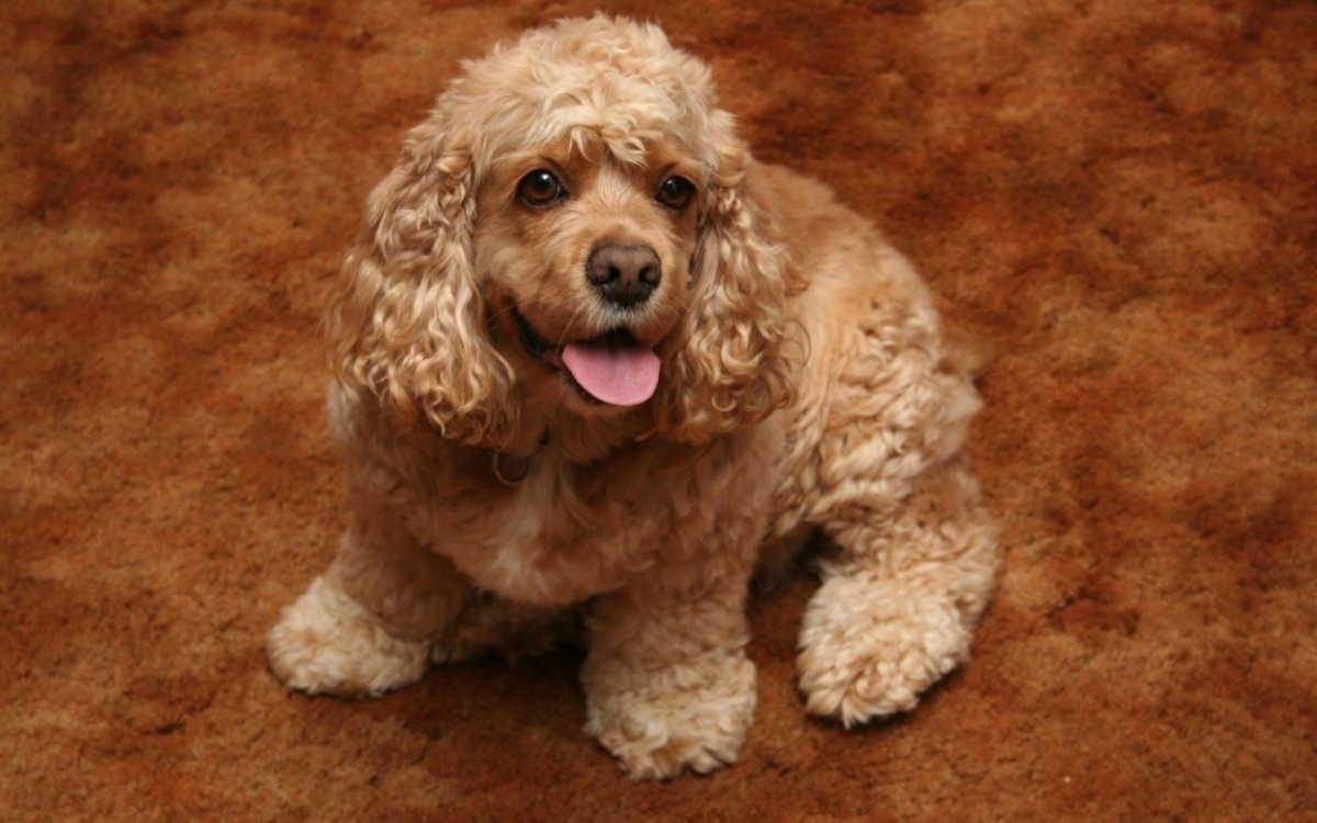 Амепиканскаякокер спаниель