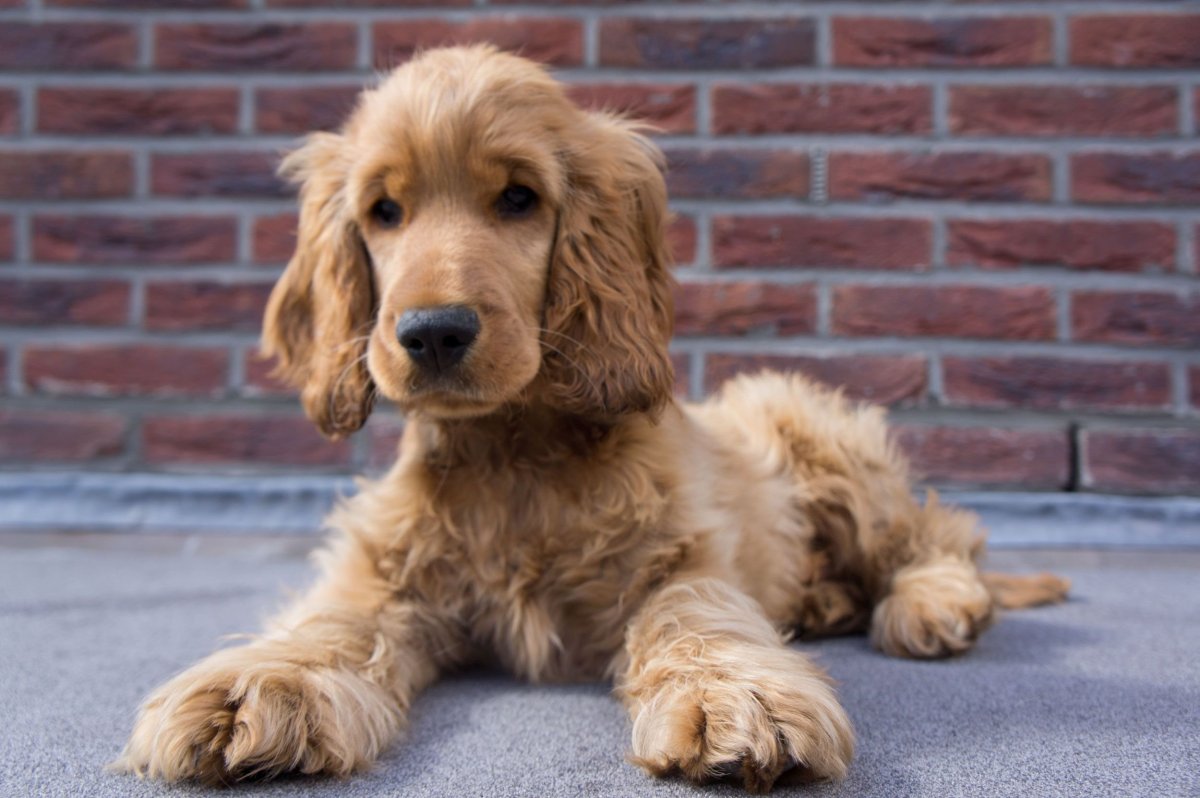 Кокер спаниель мини