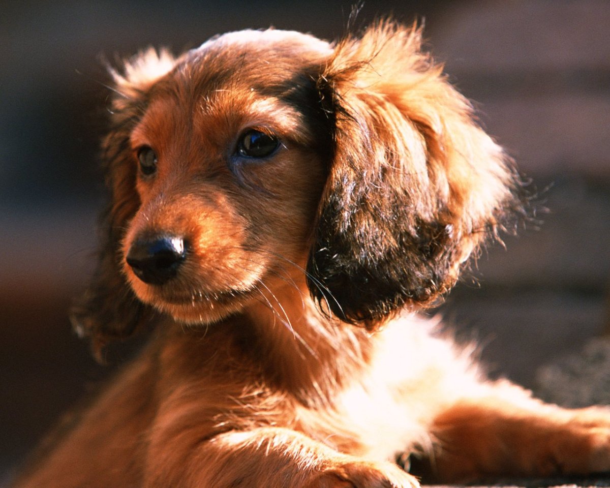 Кроличья такса кучерявая