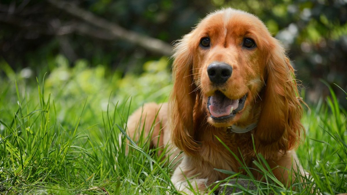 Рабочий английский спаниель