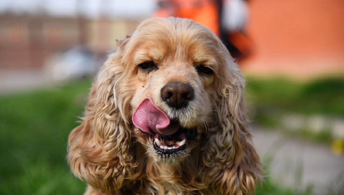 Американский кокер спа