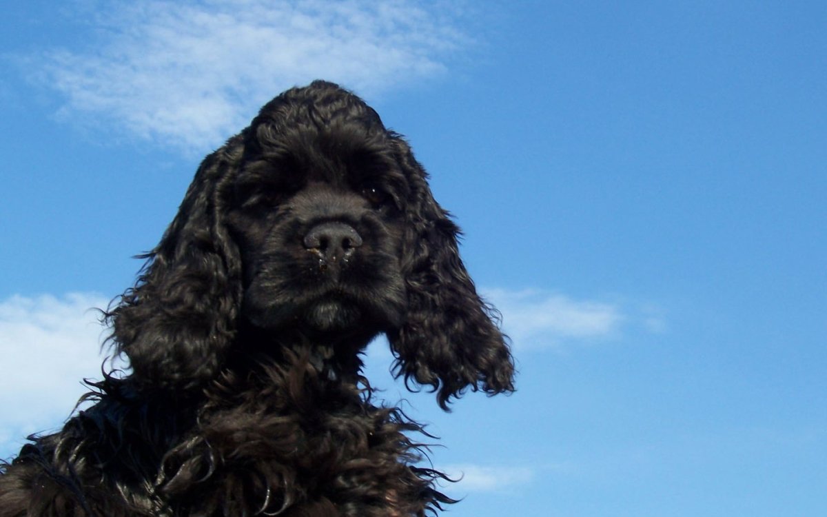 Курчавый спаниель