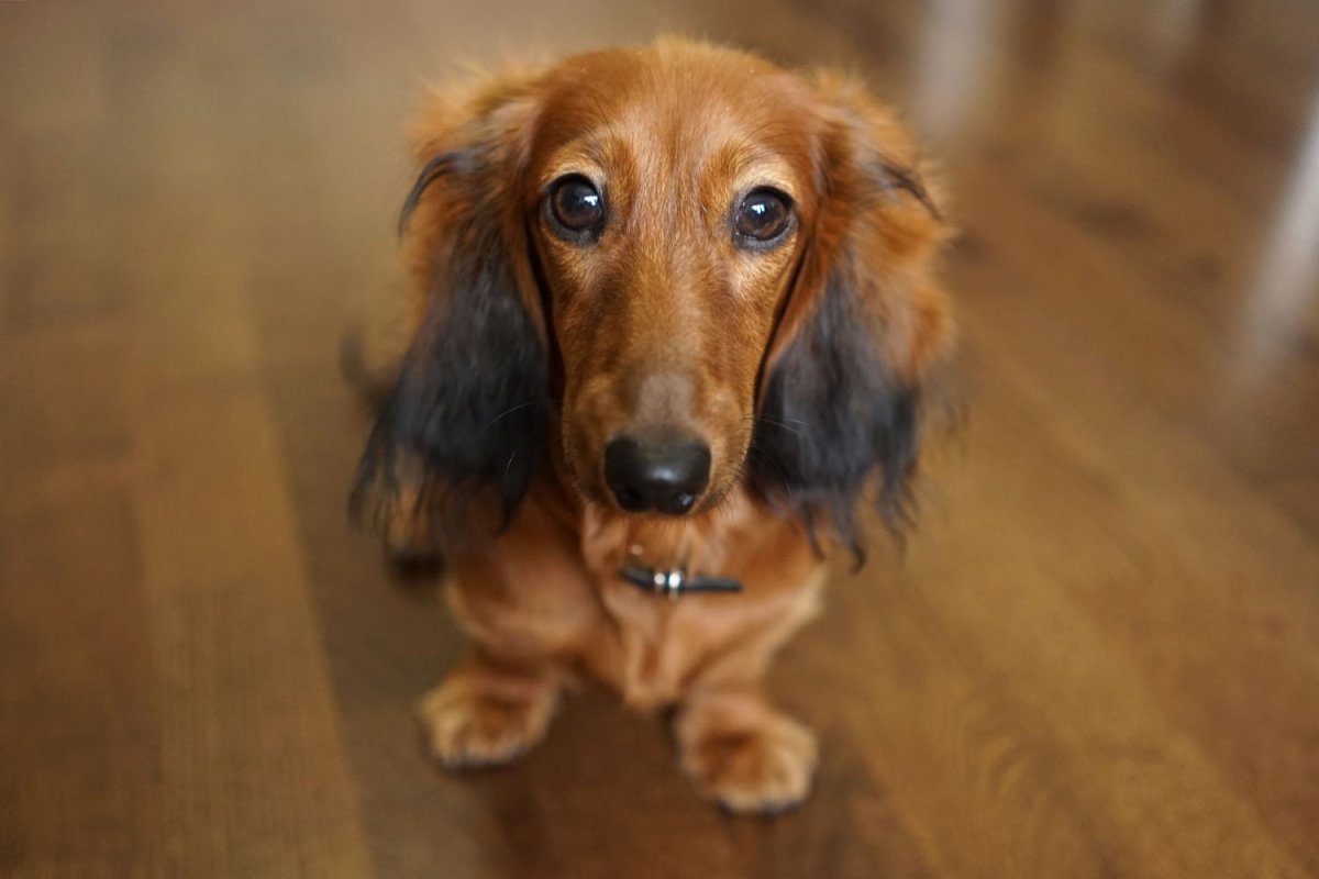 Такса длинношерстная