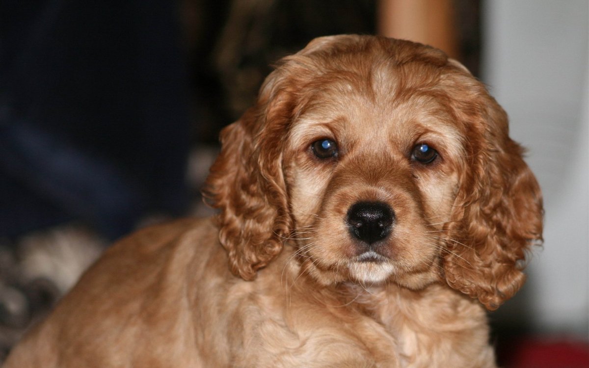 Порода Кардинал спаниель